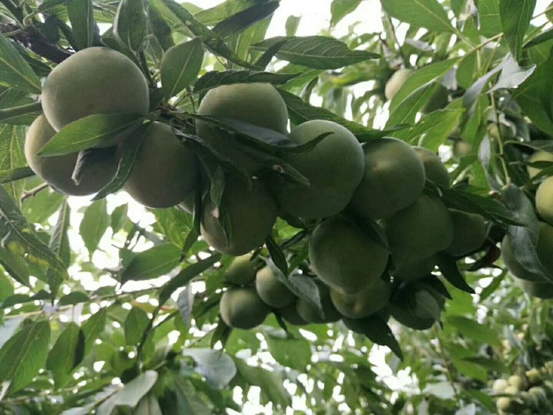 青脆李子苗，基地直销，品种纯正，提供两证一签，发票