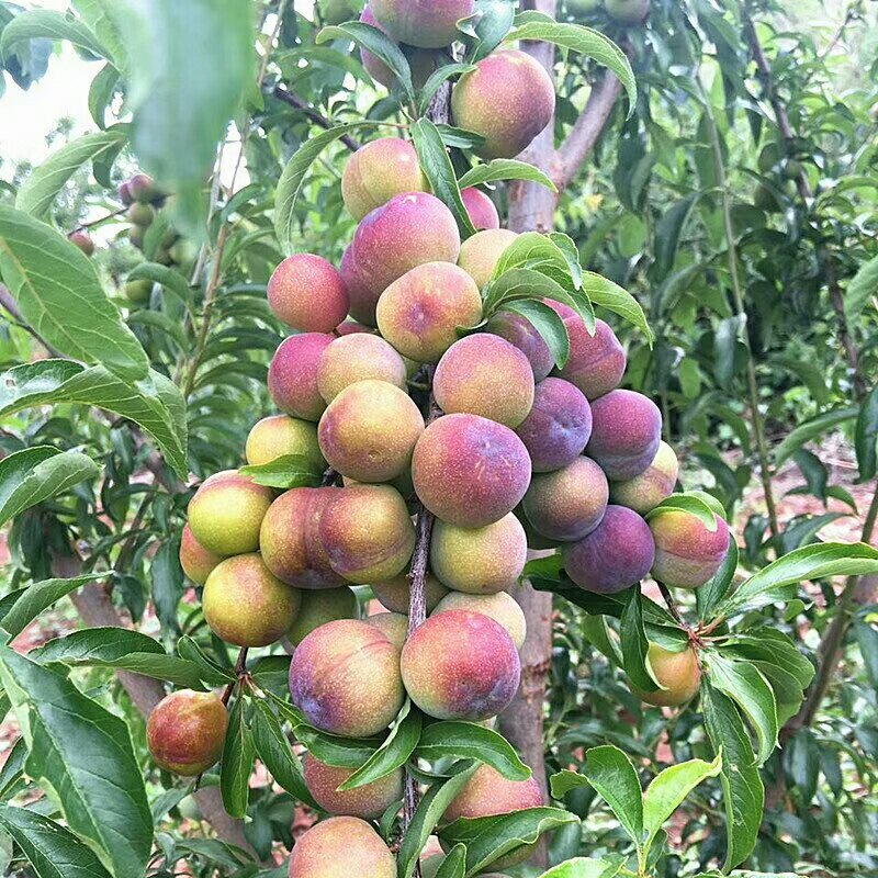 挂果枝条嫁接的半边红李子苗，品种纯正，价格公道合理