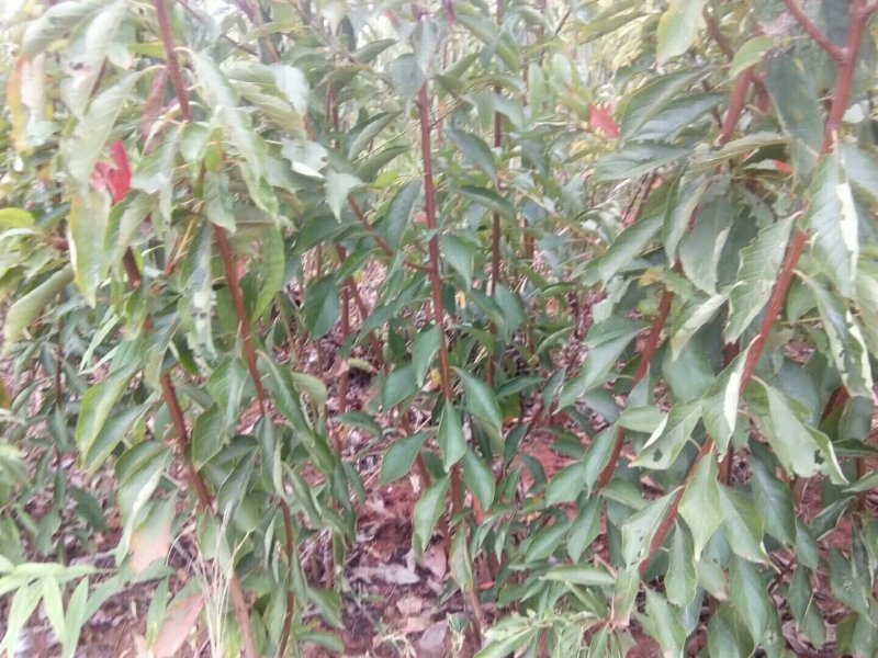 脱骨李子树苗。品种纯正，基地直销全部挂果枝条嫁接