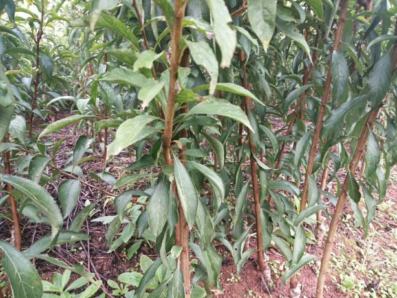 脱骨李子树苗。品种纯正，基地直销全部挂果枝条嫁接