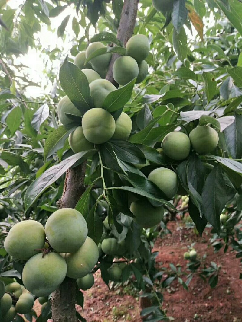 李子树苗。青脆李，脆红李，五月脆李，蜂糖李，半边红李。