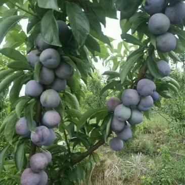 凤凰李子苗，早熟李子苗，四川李子苗，五月脆李子苗。