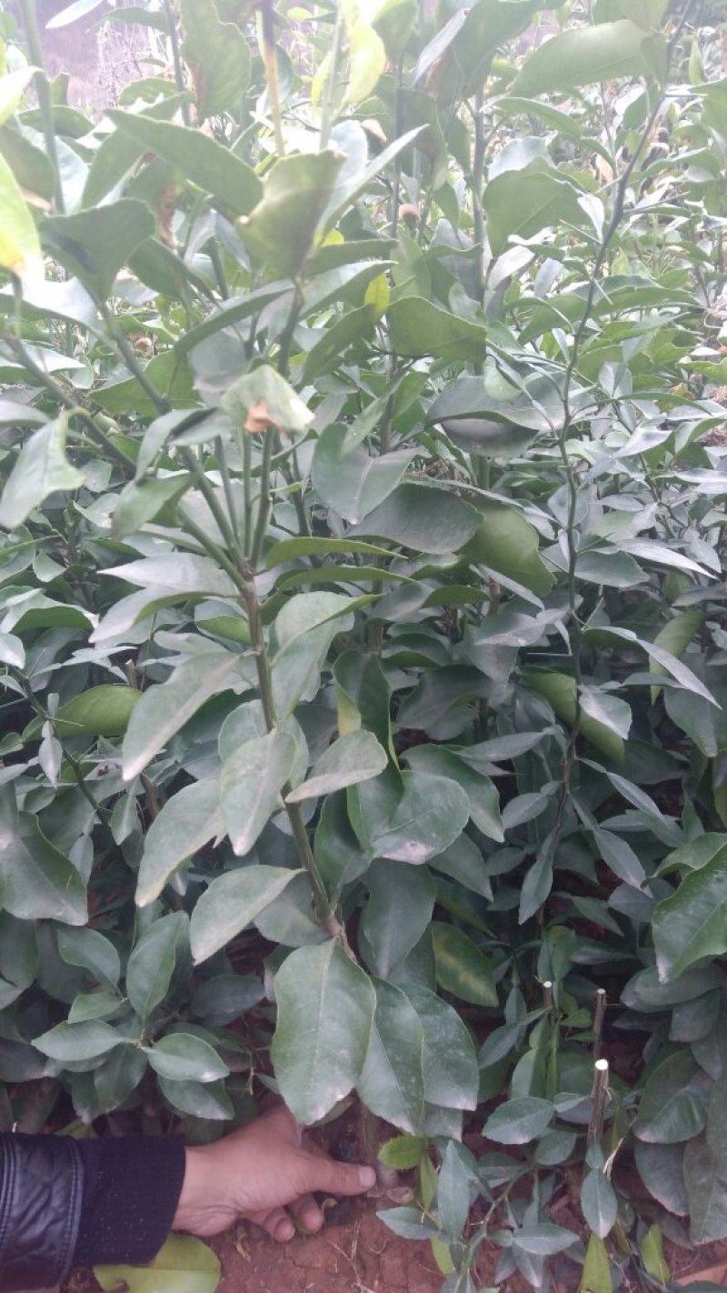 早熟砂糖桔苗，10月底成熟两年挂果苗现挖保湿