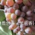 正宗贝达嫁接夏黑葡萄苗1年30公分高保成活率