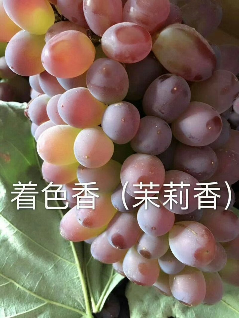 正宗贝达嫁接夏黑葡萄苗1年30公分高保成活率