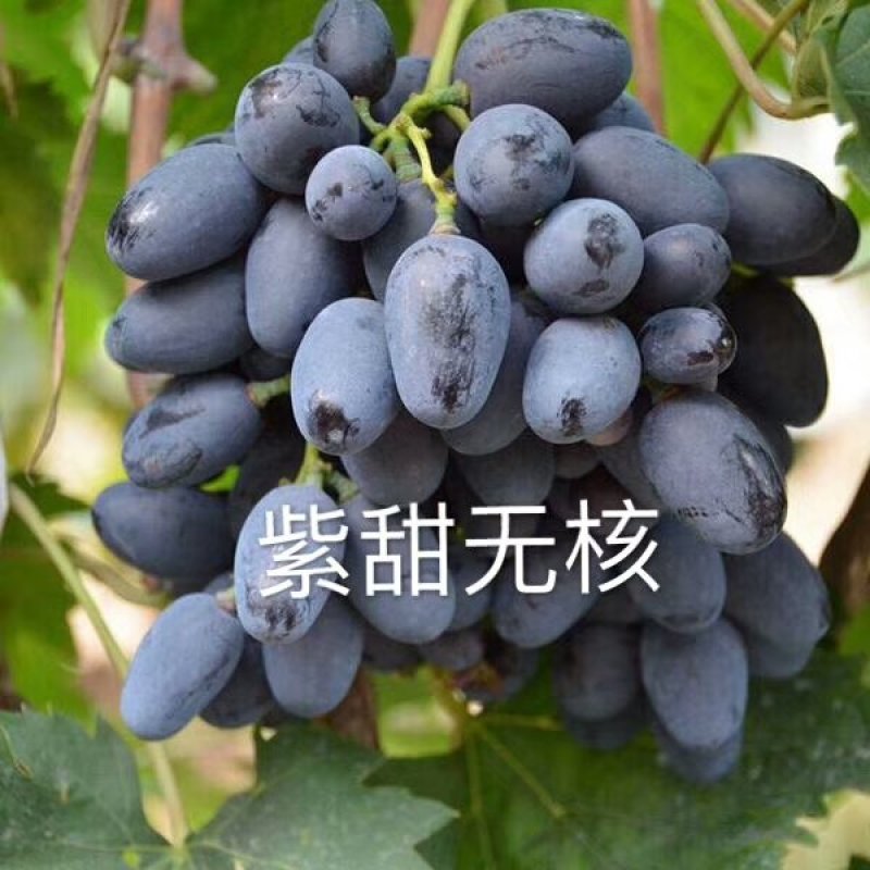 正宗贝达嫁接夏黑葡萄苗1年30公分高保成活率