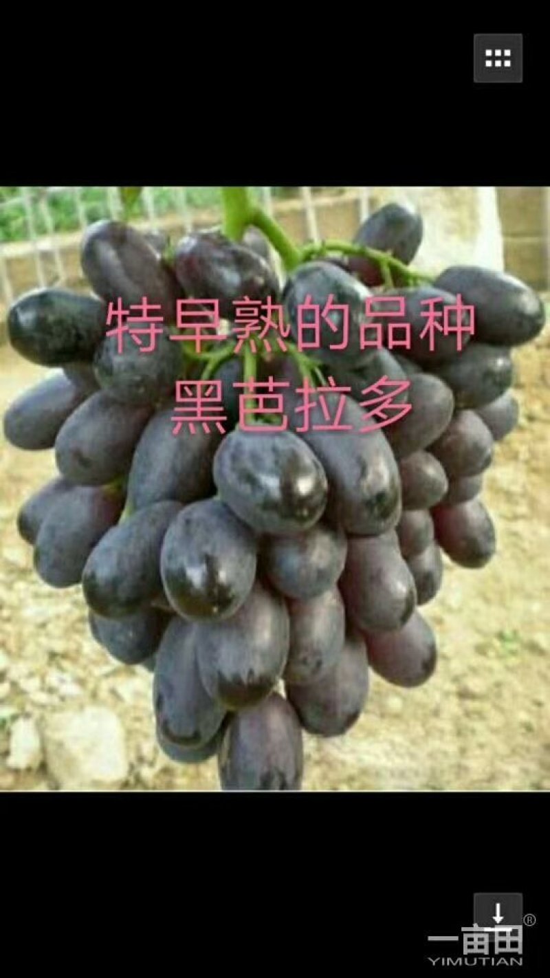 正宗贝达嫁接夏黑葡萄苗1年30公分高保成活率