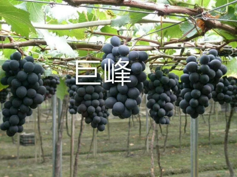 正宗贝达嫁接夏黑葡萄苗1年30公分高保成活率
