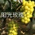 正宗贝达嫁接夏黑葡萄苗1年30公分高保成活率