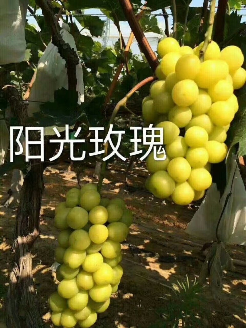 正宗贝达嫁接夏黑葡萄苗1年30公分高保成活率