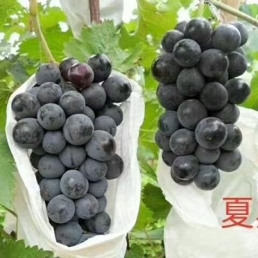 正宗贝达嫁接夏黑葡萄苗1年30公分高保成活率