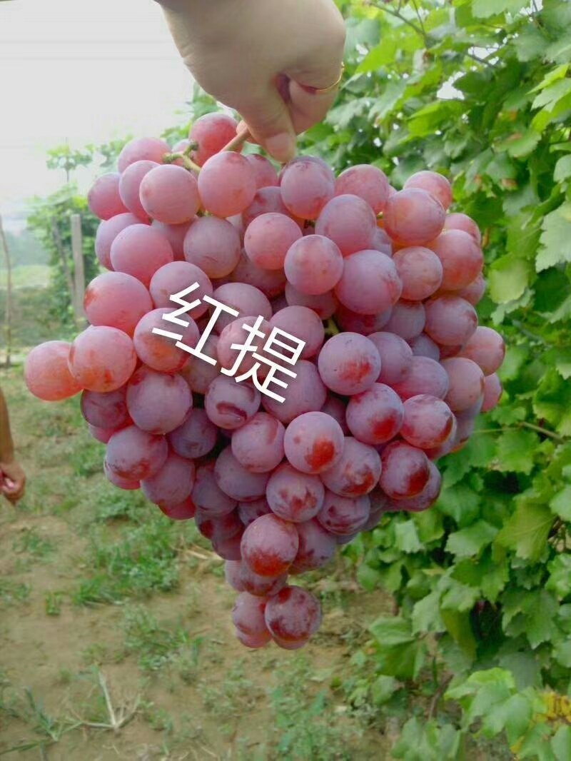 正宗贝达嫁接夏黑葡萄苗1年30公分高保成活率