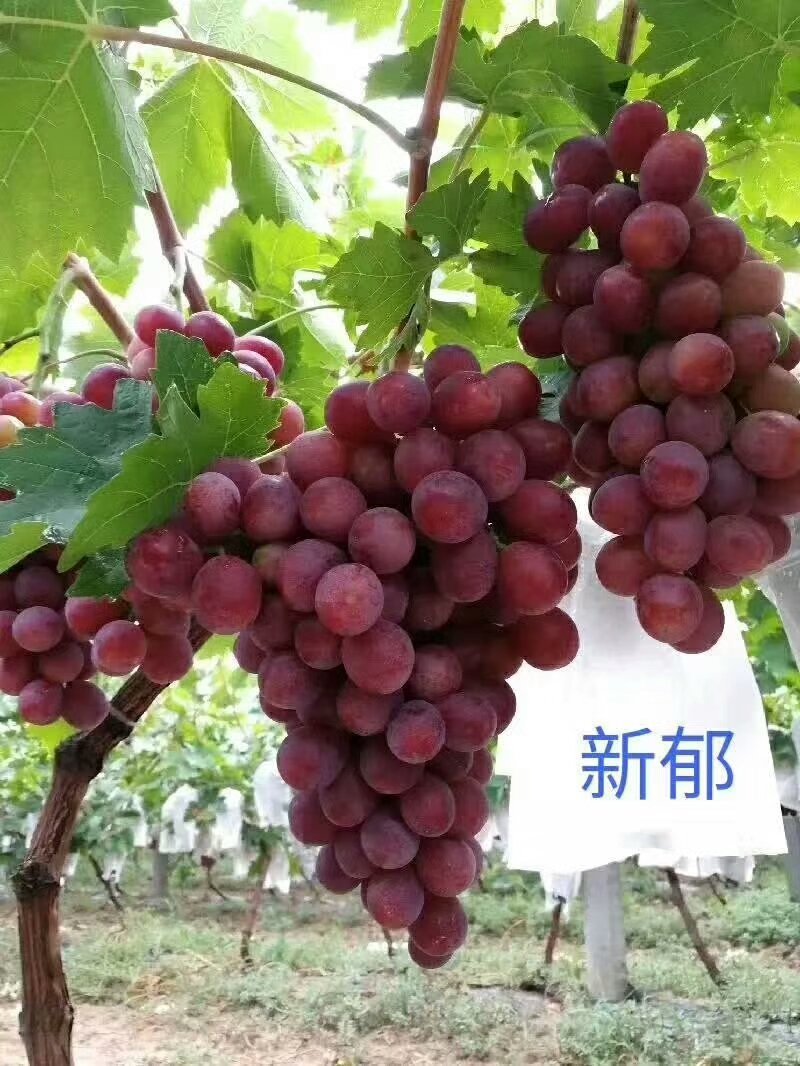 正宗贝达嫁接夏黑葡萄苗1年30公分高保成活率