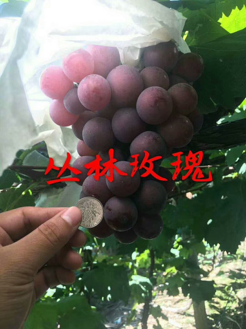 正宗贝达嫁接夏黑葡萄苗1年30公分高保成活率