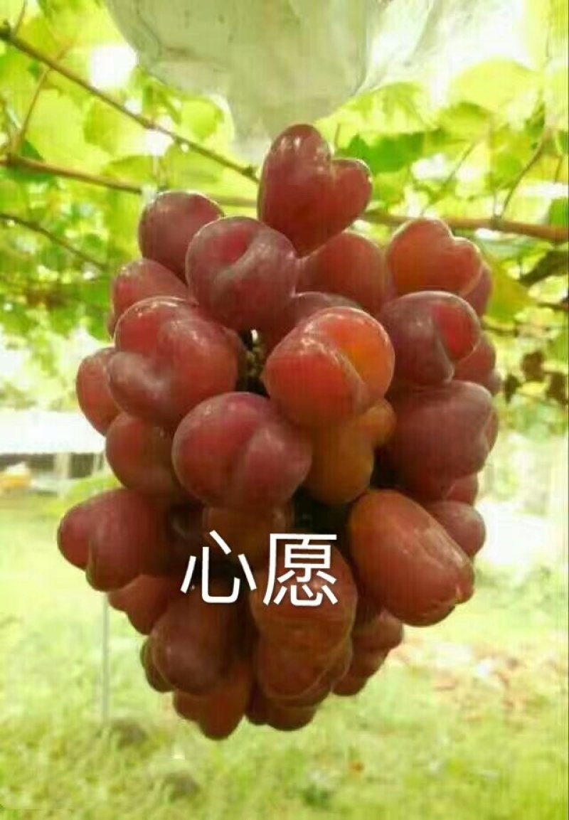 正宗贝达嫁接夏黑葡萄苗1年30公分高保成活率