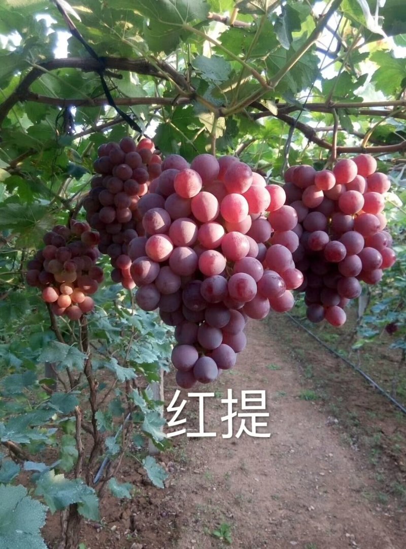 正宗贝达嫁接夏黑葡萄苗1年30公分高保成活率
