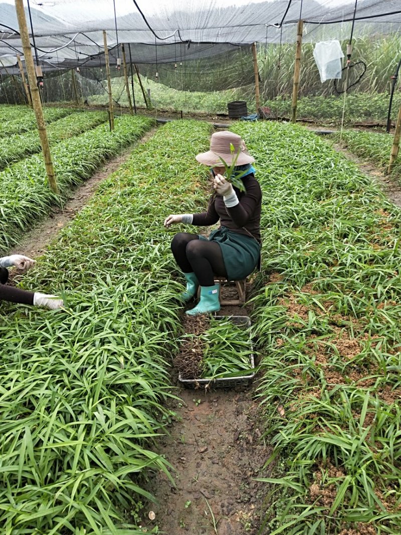 白芨种苗