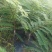 余甘果苗