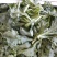 增城菜心，芥兰，菜心，白菜苔，豆苗，西兰花等销售代卖！