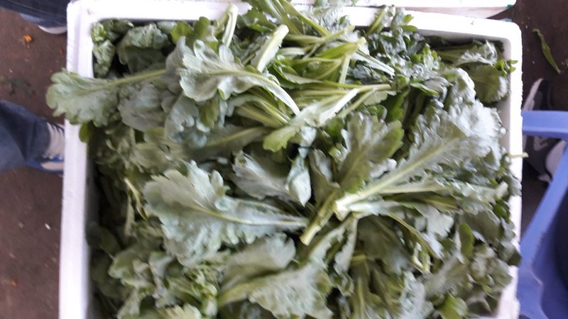 增城菜心，芥兰，菜心，白菜苔，豆苗，西兰花等销售代卖！