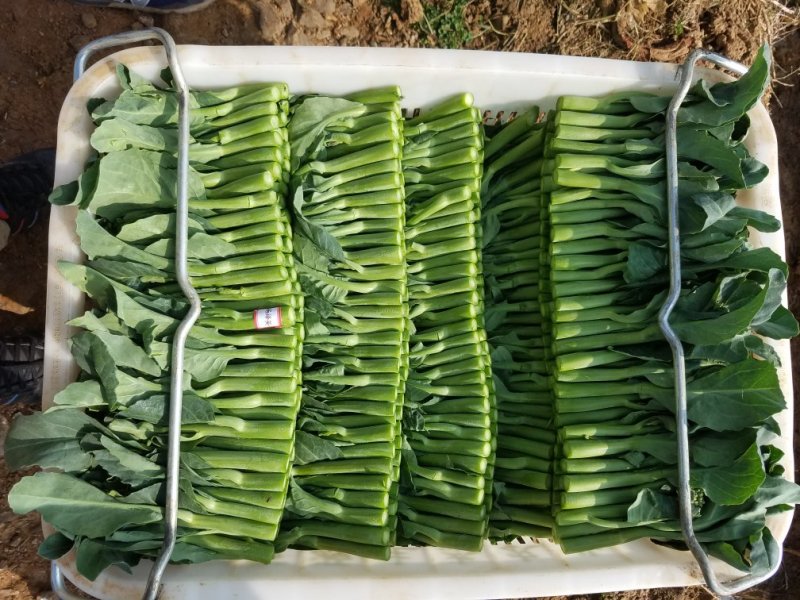 增城菜心，芥兰，菜心，白菜苔，豆苗，西兰花等销售代卖！