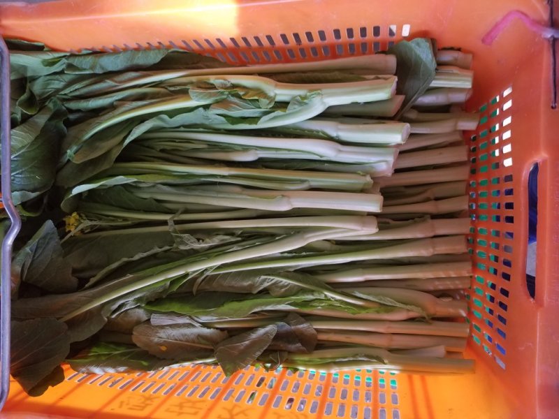 增城菜心，芥兰，菜心，白菜苔，豆苗，西兰花等销售代卖！