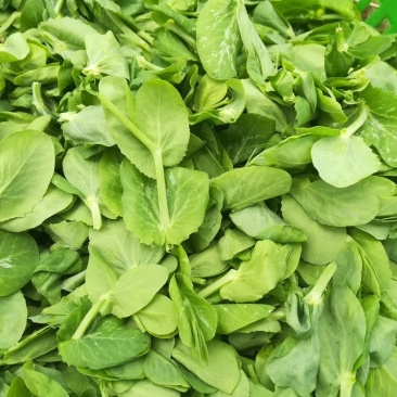 增城菜心，芥兰，菜心，白菜苔，豆苗，西兰花等销售代卖！