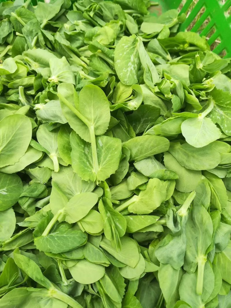 增城菜心，芥兰，菜心，白菜苔，豆苗，西兰花等销售代卖！