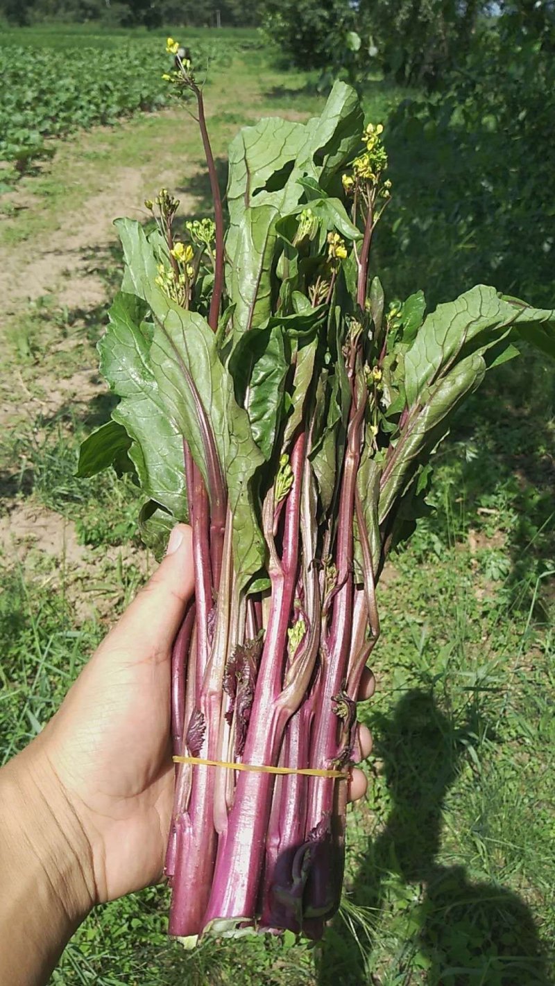 增城菜心，芥兰，菜心，白菜苔，豆苗，西兰花等销售代卖！