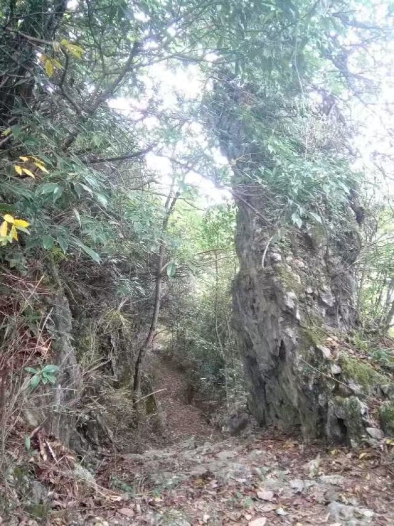 纯野生猕猴桃，单果重量30至50克