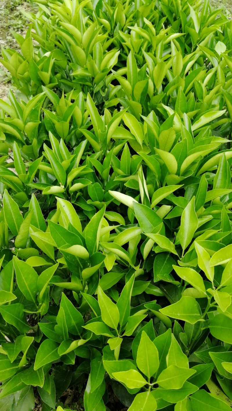 红心橙苗台湾柳丁橙苗红江橙苗血橙苗绿橙苗脐橙苗嫁接苗