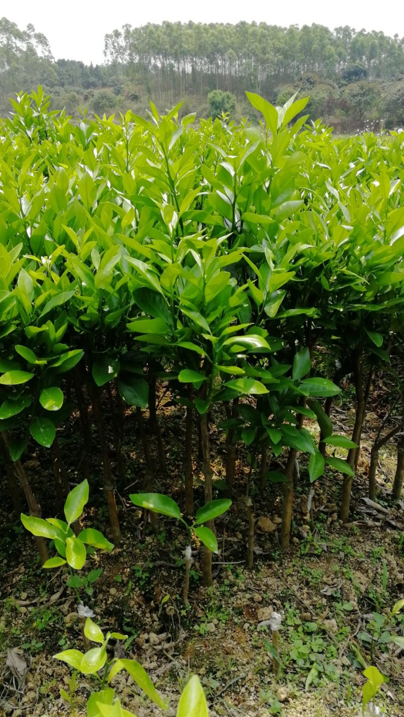 红心橙苗台湾柳丁橙苗红江橙苗血橙苗绿橙苗脐橙苗嫁接苗