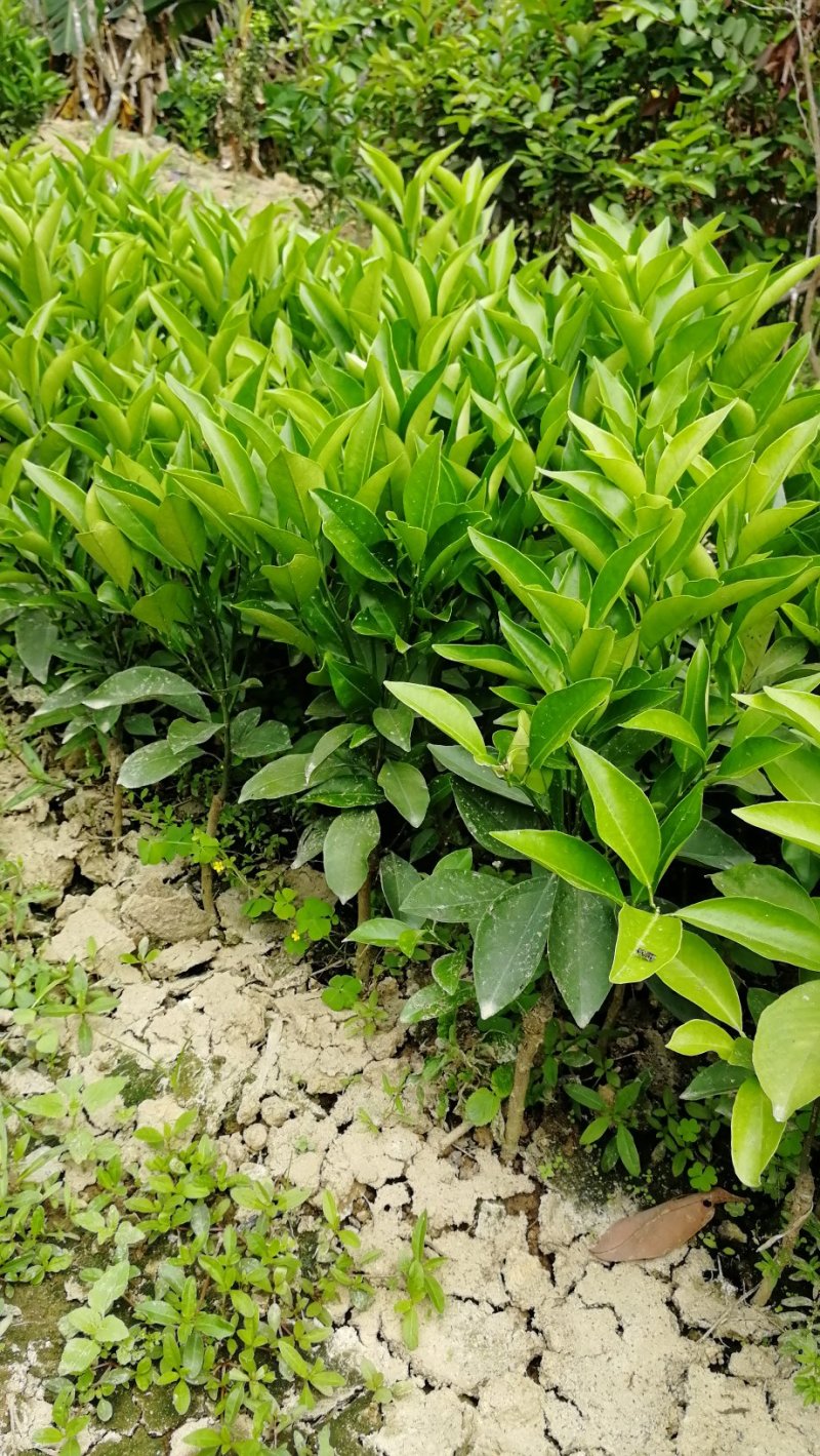 红心橙苗台湾柳丁橙苗红江橙苗血橙苗绿橙苗脐橙苗嫁接苗