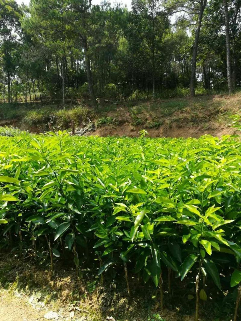 红心橙苗台湾柳丁橙苗红江橙苗血橙苗绿橙苗脐橙苗嫁接苗