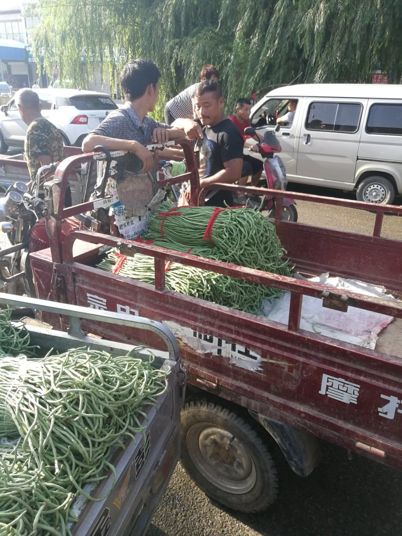 河北精品豆角，豆角优越万亩豆角，欢迎新老客户前来选购