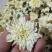 黄山贡菊七月菊太阳花