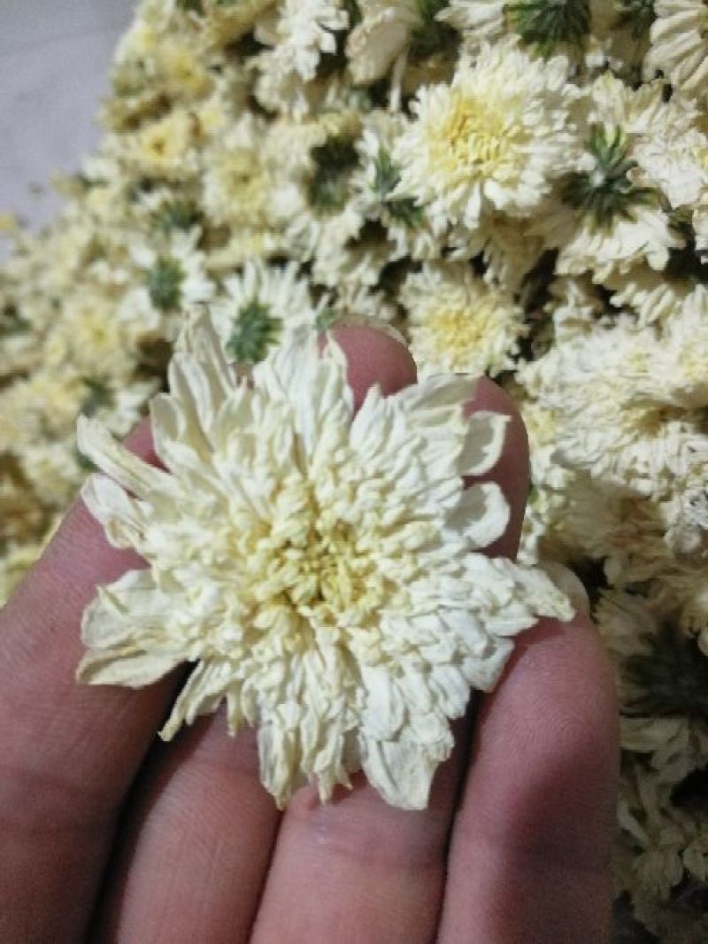 黄山贡菊七月菊太阳花