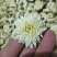 黄山贡菊七月菊太阳花