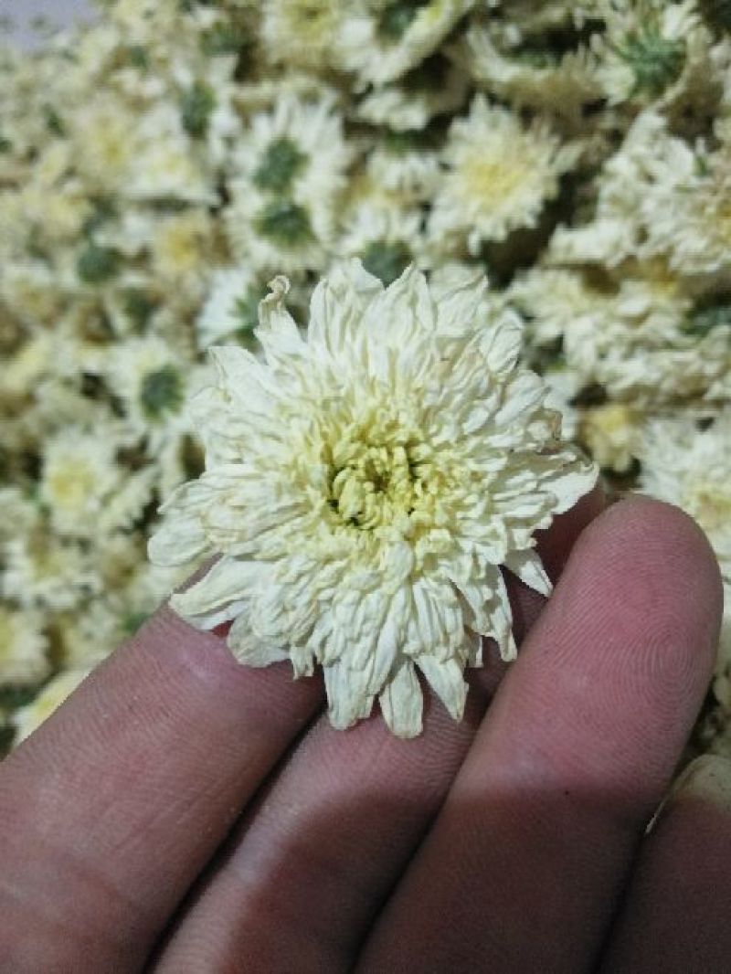黄山贡菊七月菊太阳花