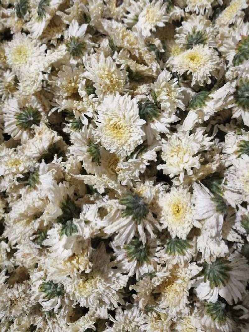 黄山贡菊七月菊太阳花