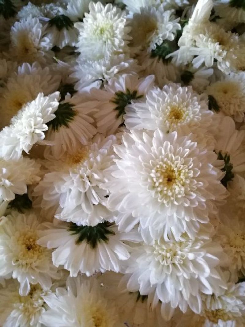 黄山贡菊七月菊太阳花白菊花批发