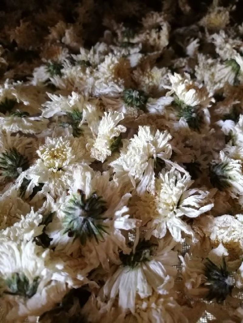 黄山贡菊七月菊太阳花白菊花批发