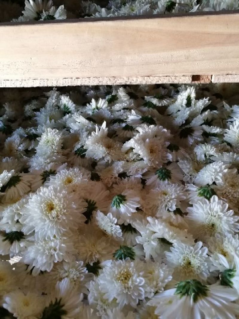黄山贡菊七月菊太阳花白菊花批发