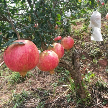 会理软籽石榴