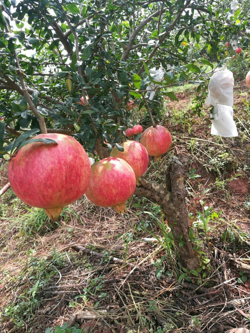 会理软籽石榴