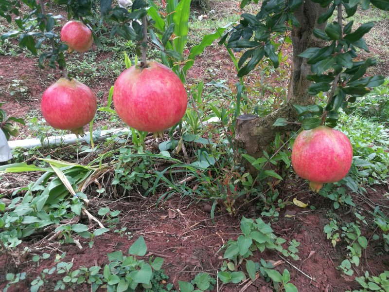 会理软籽石榴