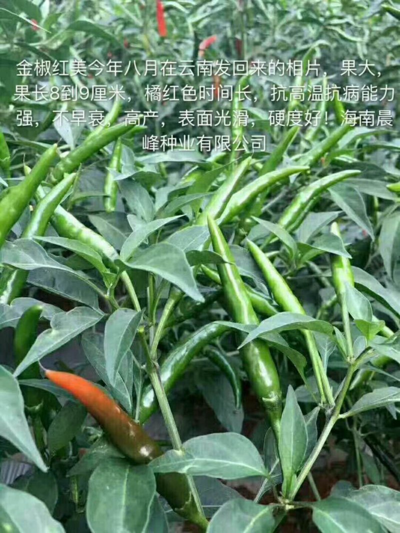 辣椒