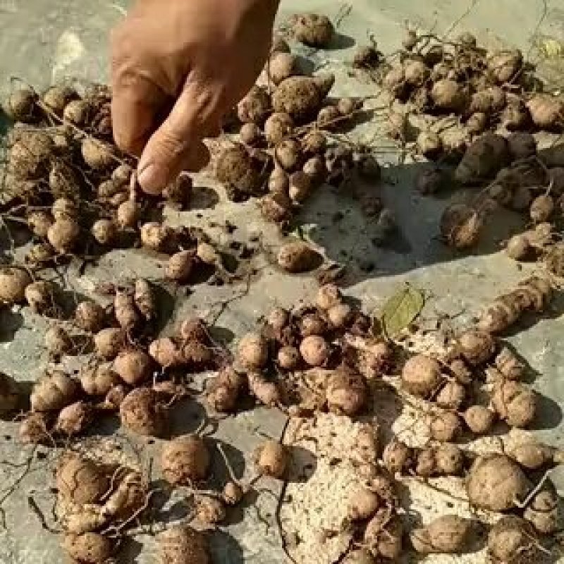 三叶青野生供应
