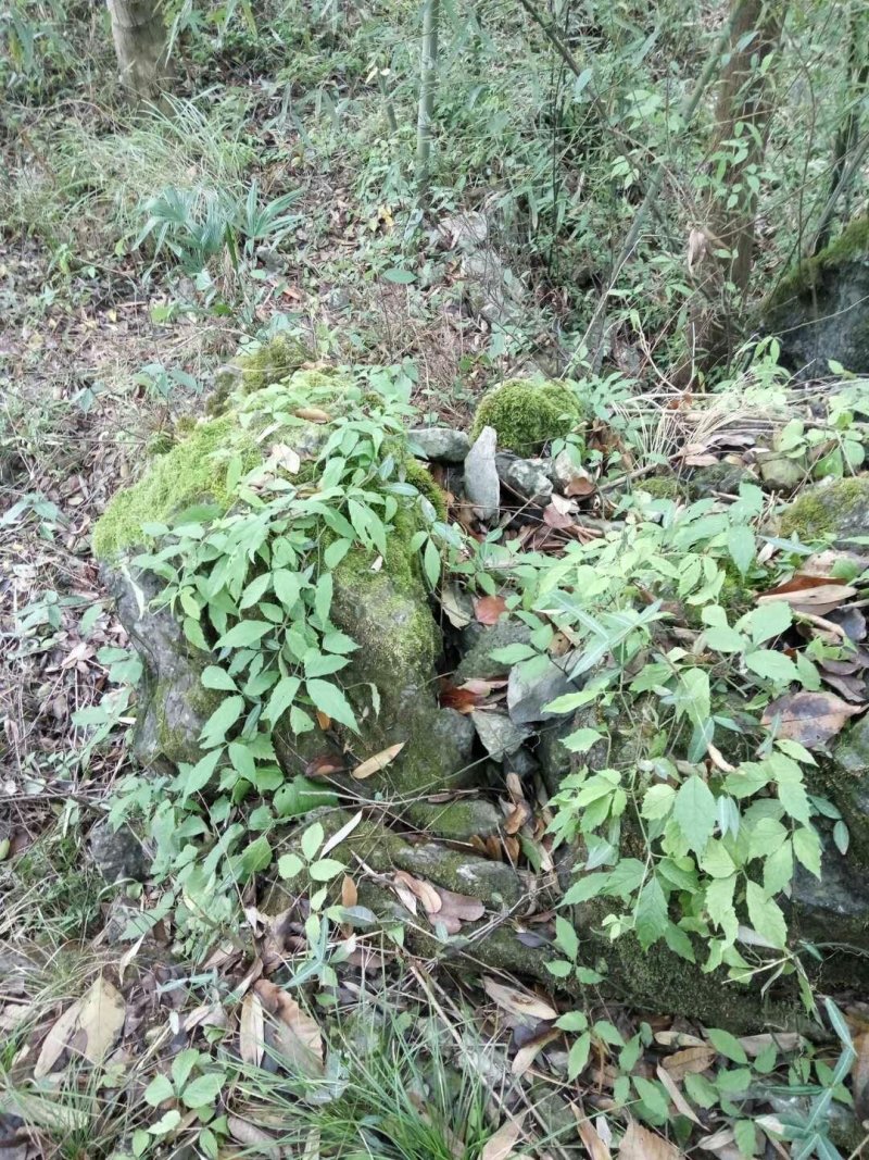 三叶青野生供应