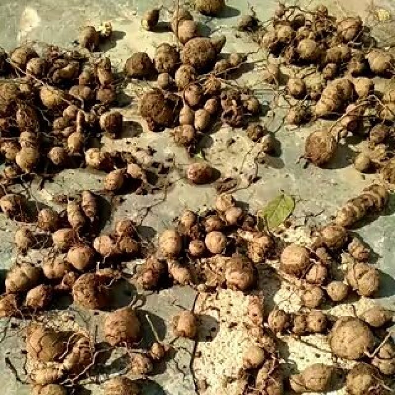 三叶青野生供应